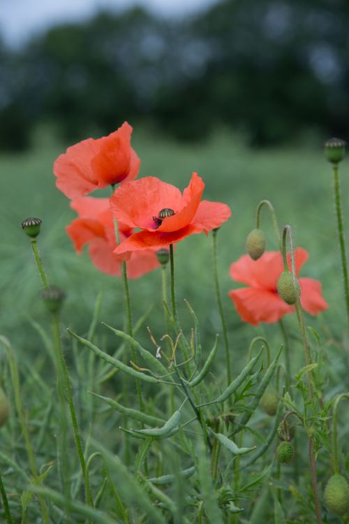 Red Poppy