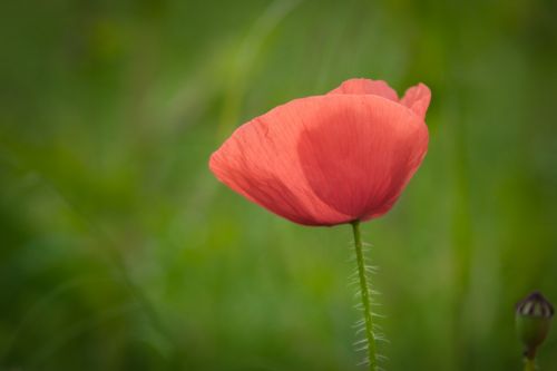 Red Poppy