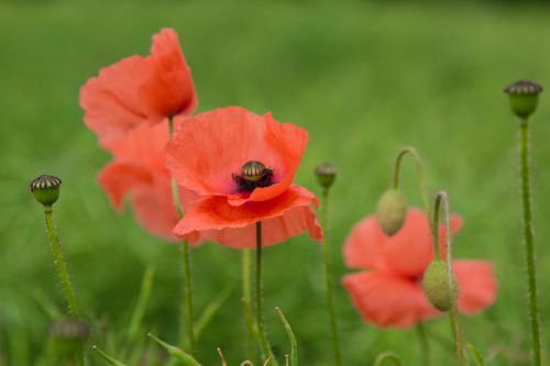 Red Poppy