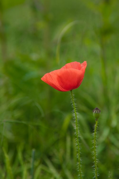 Red Poppy