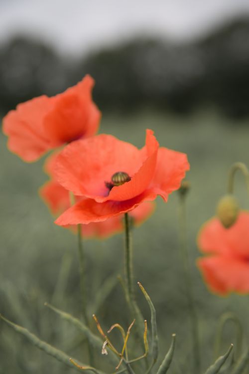 Red Poppy