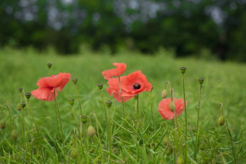 Red Poppy