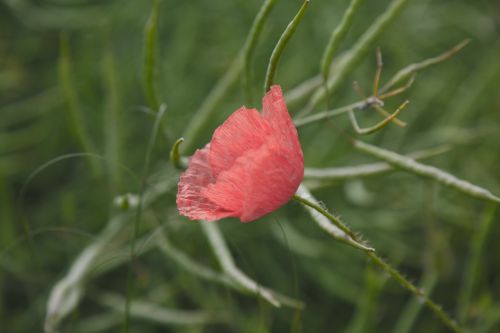 Red Poppy