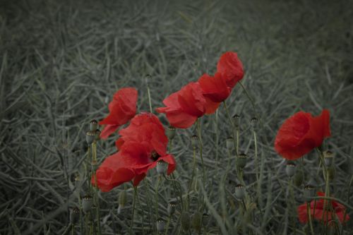 Red Poppy