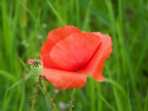 red poppy meadow flower nature