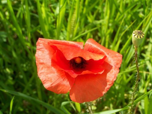 red poppy meadow flower nature