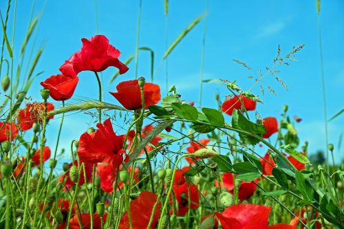 red poppy klatschmohn poppy