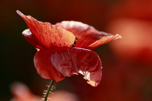 red poppy  dew  blossom