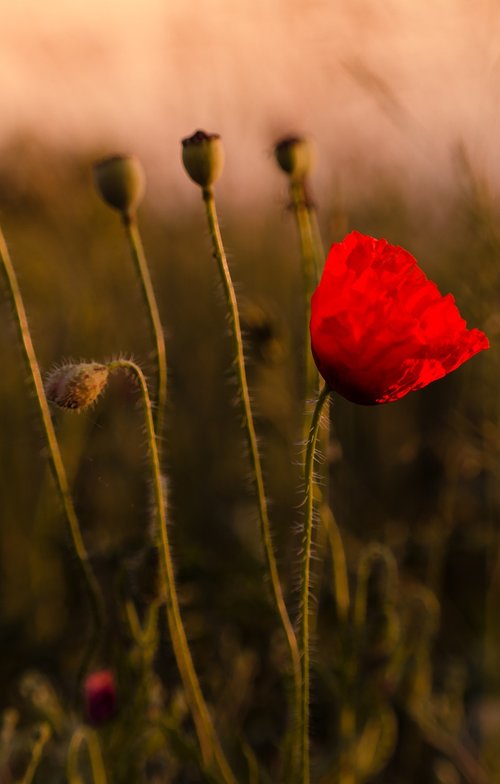 red poppy  flower  meadow
