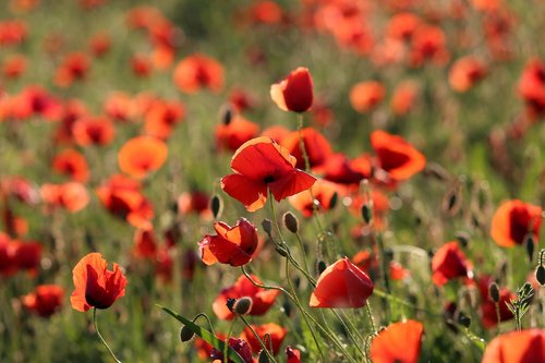 red poppy  evening  bloom