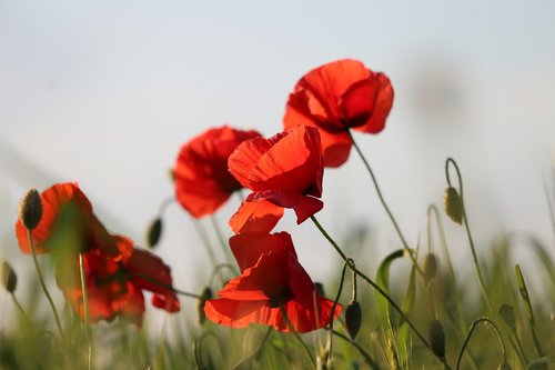 red poppy  evening  bloom