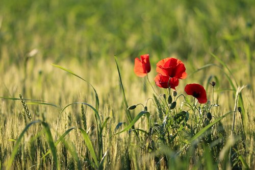 red poppy  evening  bloom