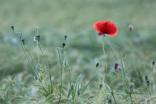 red poppy  meadow  flower