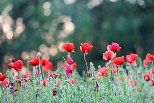 red poppy  evening  bloom