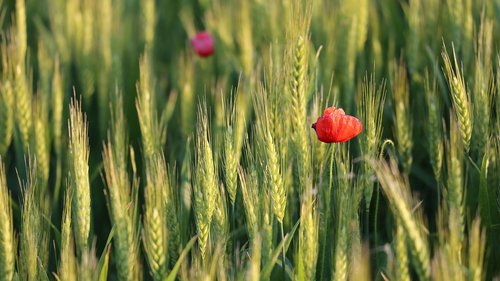 red poppy  wheat field  evening