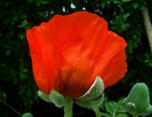 red poppy flower garden spring flower