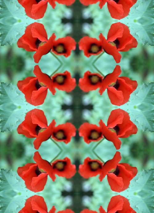 Red Poppy And Foliage Pattern