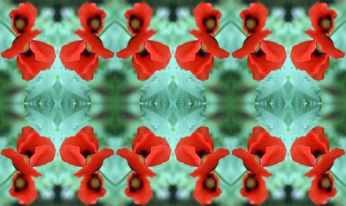 Red Poppy Flowers Background