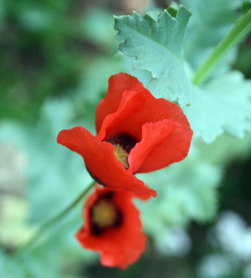 Red Poppy Flowers