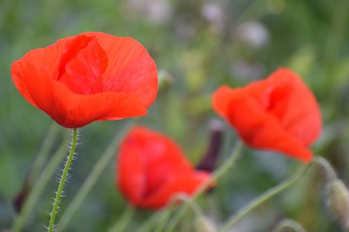 red poppy in october  blossom  colorful