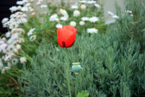 Red Poppy In The Garden