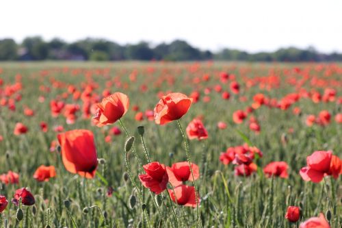 red poppy in wheat field blossom agriculture