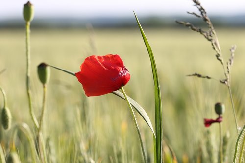 red poppy in wheat field  plant  agriculture