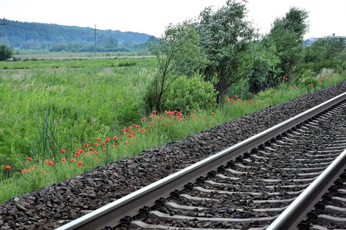 red poppy near railway  spring  wind