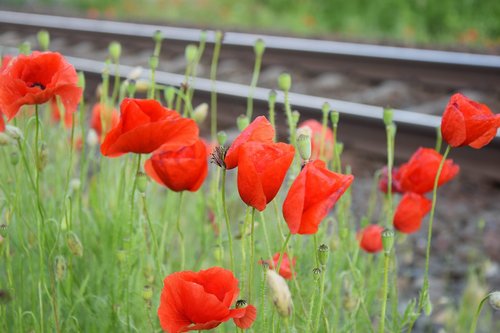 red poppy near railway  romantic  lovely