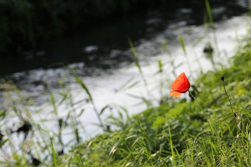 red poppy near river  flower  fresh