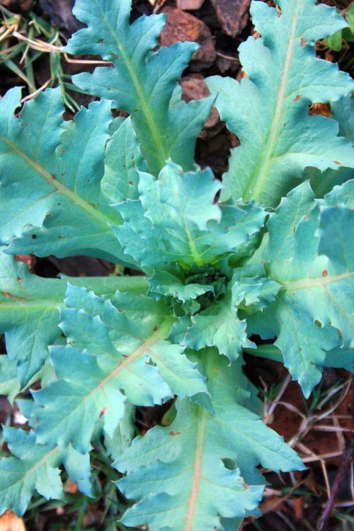 Red Poppy Plant