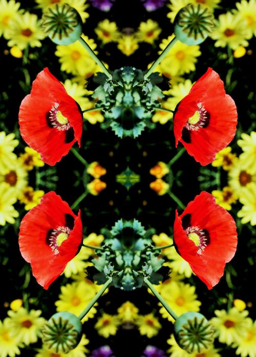 Red Poppy Reflection
