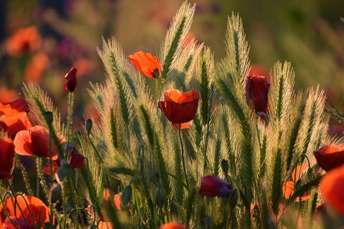 red poppys  blooming  grass