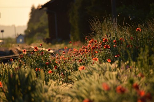 red poppys  evening  golden hour