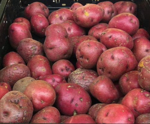 red potatoes varieties spuds