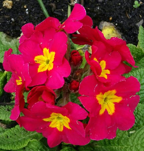 Red Primula Flowers