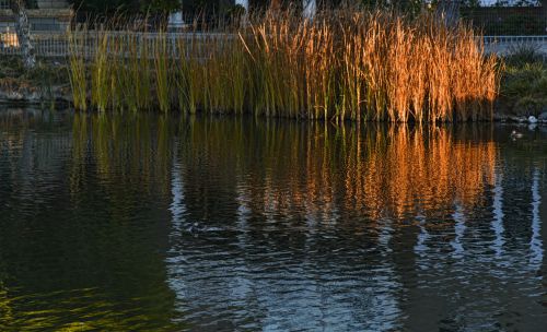 Red Reeds On The Water