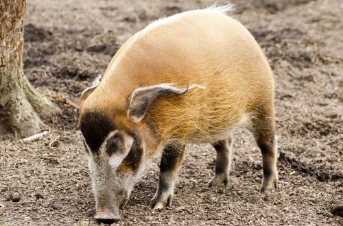 Red River Hog - Animals