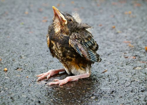 red robin chick young