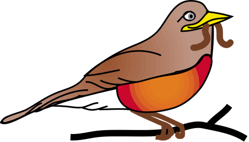 red robin bird animal