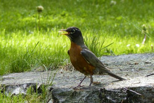 red robin bird nature
