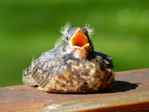 red robin bird animal