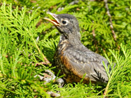 red robin bird wildlife