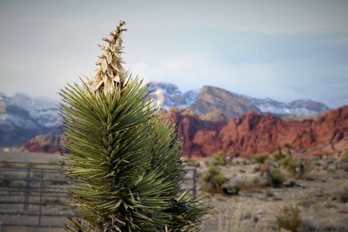 red rock mountains panorama