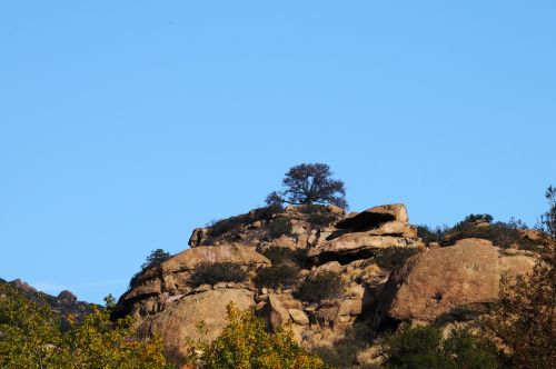 Red Rock Tree