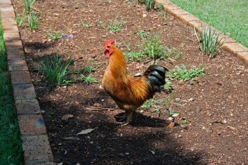 Red Rooster In A Garden