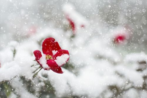 red rose snow winter