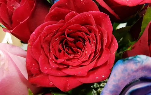 red rose rose love