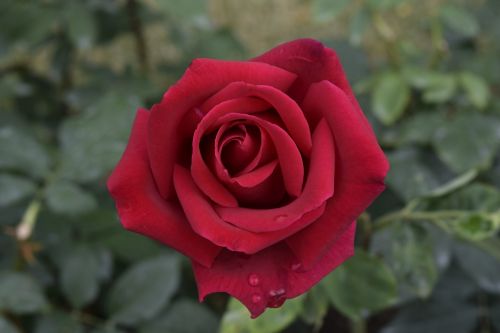 red rose flower fragrance