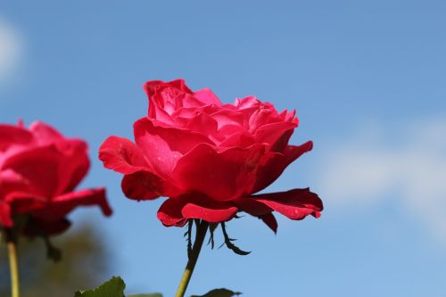 red rose nature blossom